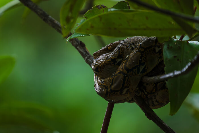 Spectacular Images Of The 2025 Mangrove Photography Awards (45 Pics)