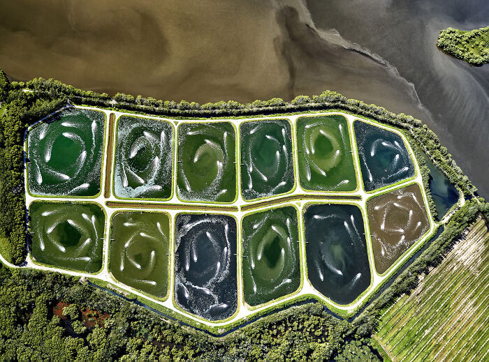 Spectacular Images Of The 2025 Mangrove Photography Awards (45 Pics)