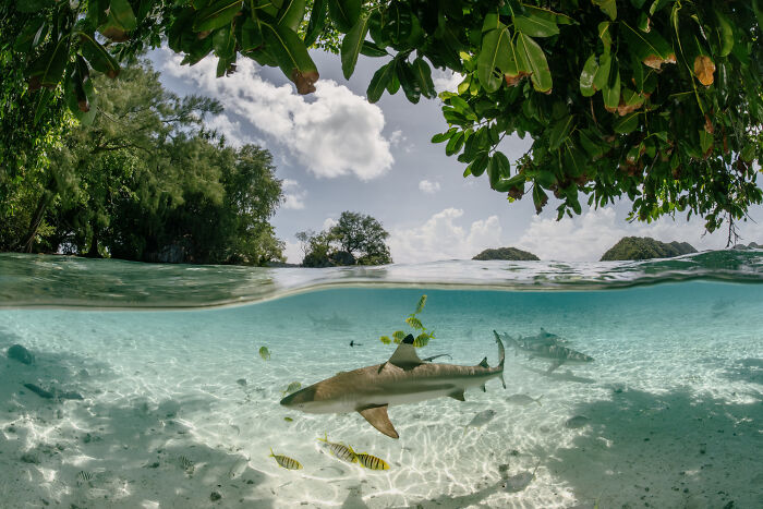 Spectacular Images Of The 2025 Mangrove Photography Awards (45 Pics)