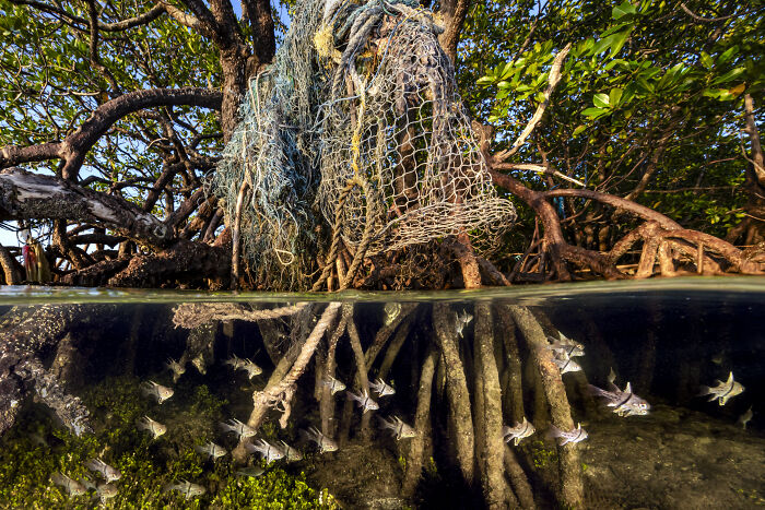 Spectacular Images Of The 2025 Mangrove Photography Awards (45 Pics)