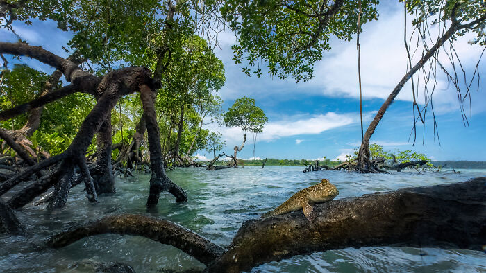 Spectacular Images Of The 2025 Mangrove Photography Awards (45 Pics)