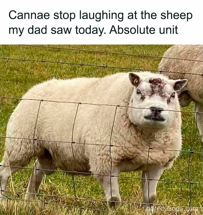 75 Funny Memes That Perfectly Sum Up Life In The UK