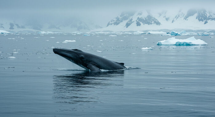 I Traveled To Antarctica And Took These 10 Shots To Show Its Surreal Beauty (10 Pics)
