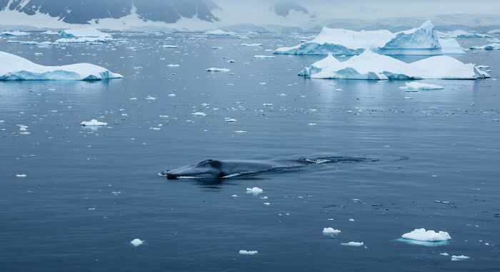 I Traveled To Antarctica And Took These 10 Shots To Show Its Surreal Beauty (10 Pics)