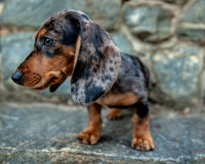 Bridesmaid Expected To Shave Her Dog For Bestie&#8217;s Wedding, Chooses To Be A No-Show Instead