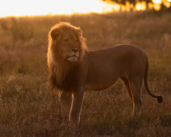 &#8220;Disgusted&#8221;: Legendary Lion Blondie Lured Away From The Park And Fatally Shot By Trophy Hunters