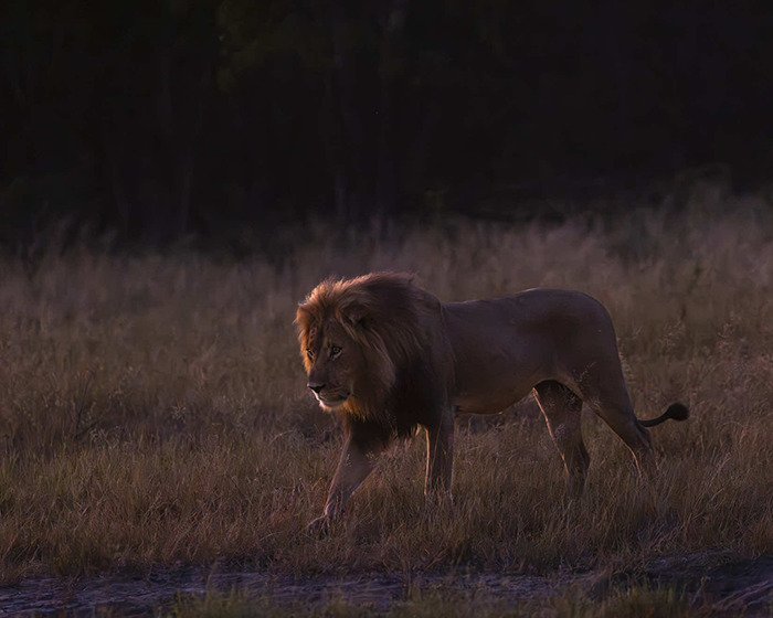&#8220;Disgusted&#8221;: Legendary Lion Blondie Lured Away From The Park And Fatally Shot By Trophy Hunters