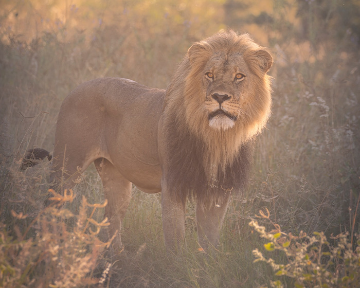 &#8220;Disgusted&#8221;: Legendary Lion Blondie Lured Away From The Park And Fatally Shot By Trophy Hunters