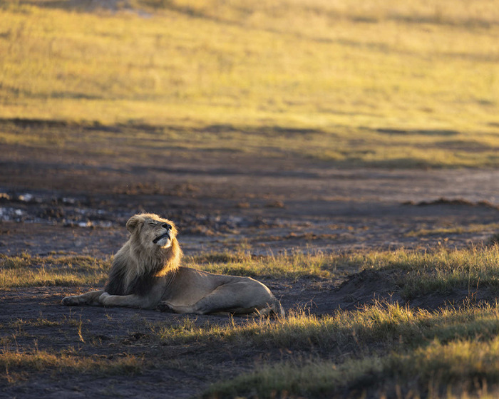 &#8220;Disgusted&#8221;: Legendary Lion Blondie Lured Away From The Park And Fatally Shot By Trophy Hunters