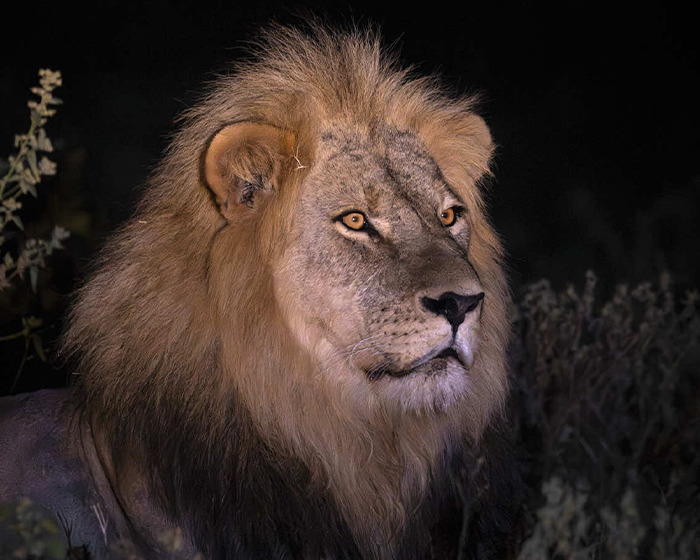 &#8220;Disgusted&#8221;: Legendary Lion Blondie Lured Away From The Park And Fatally Shot By Trophy Hunters
