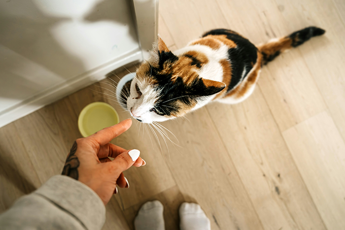 Controlling BF Wants Woman To Get Rid Of Her Cat, She Bails On The Relationship Instead