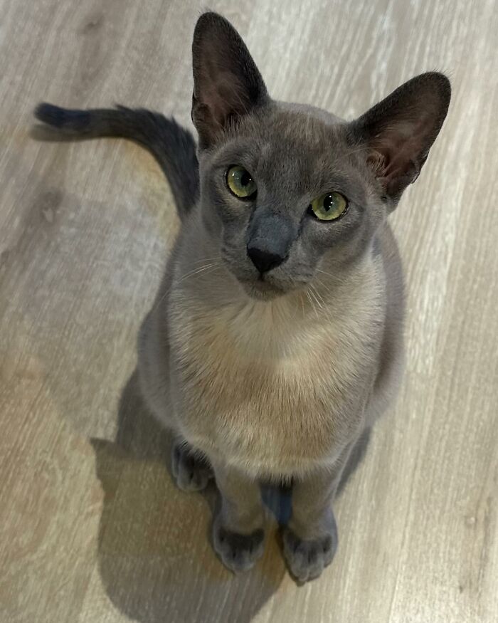 This Tonkinese Cat Has Stolen Over 150 Items From His Neighbors, And They Still Love Him