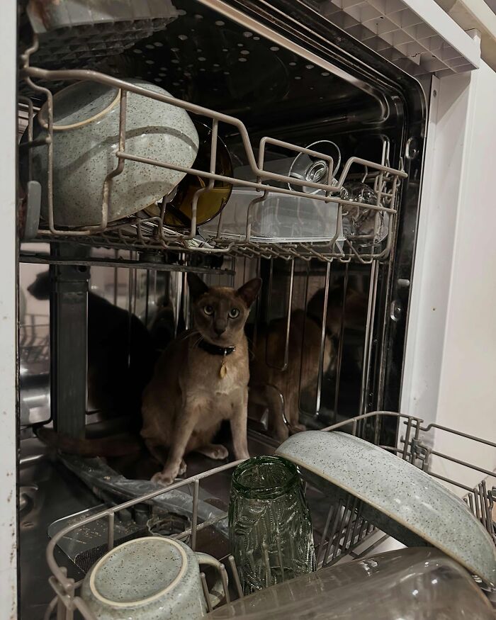 This Tonkinese Cat Has Stolen Over 150 Items From His Neighbors, And They Still Love Him