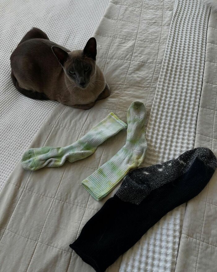 This Tonkinese Cat Has Stolen Over 150 Items From His Neighbors, And They Still Love Him