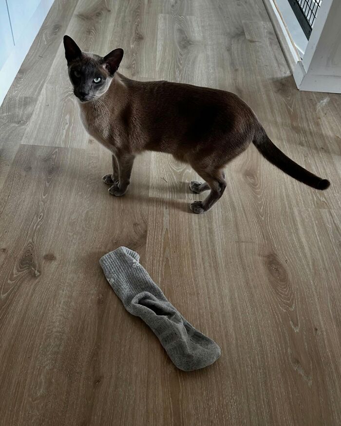 This Tonkinese Cat Has Stolen Over 150 Items From His Neighbors, And They Still Love Him