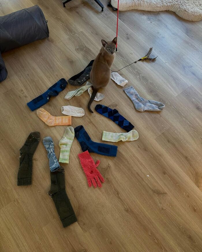 This Tonkinese Cat Has Stolen Over 150 Items From His Neighbors, And They Still Love Him
