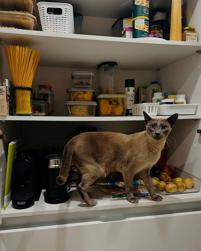 This Tonkinese Cat Has Stolen Over 150 Items From His Neighbors, And They Still Love Him
