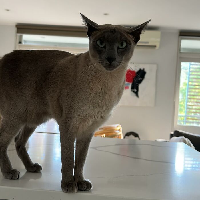 This Tonkinese Cat Has Stolen Over 150 Items From His Neighbors, And They Still Love Him