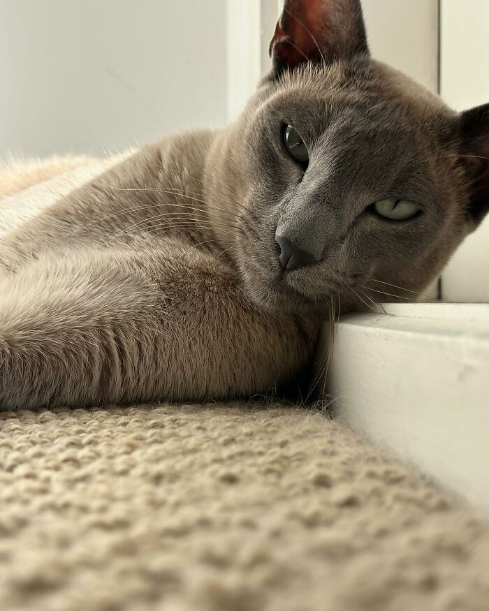 This Tonkinese Cat Has Stolen Over 150 Items From His Neighbors, And They Still Love Him