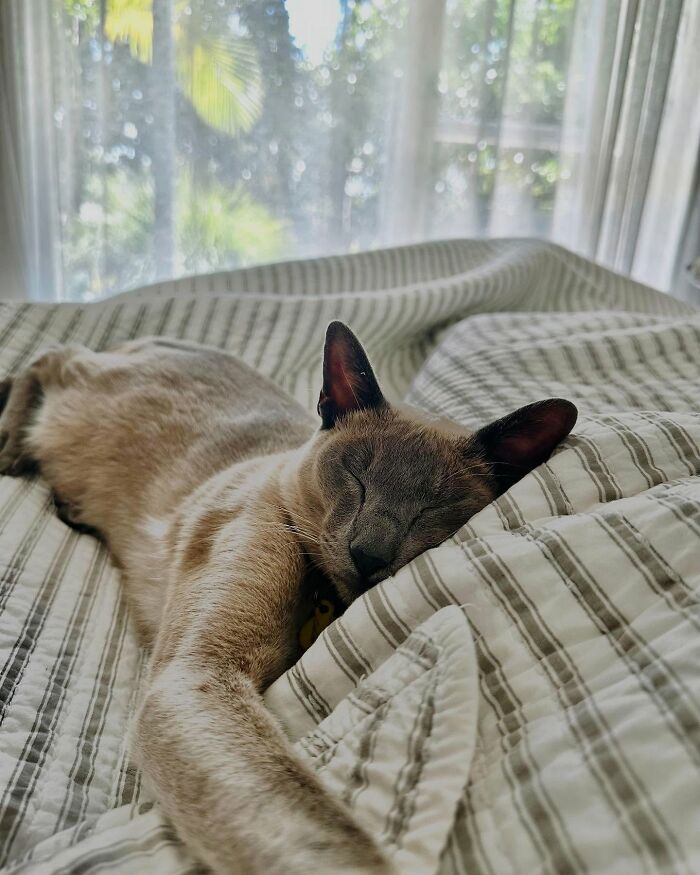 This Tonkinese Cat Has Stolen Over 150 Items From His Neighbors, And They Still Love Him