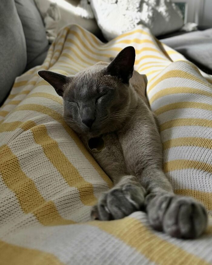 This Tonkinese Cat Has Stolen Over 150 Items From His Neighbors, And They Still Love Him