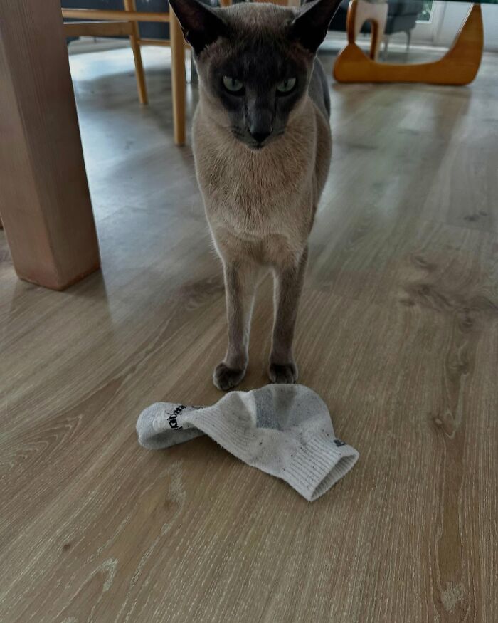 This Tonkinese Cat Has Stolen Over 150 Items From His Neighbors, And They Still Love Him