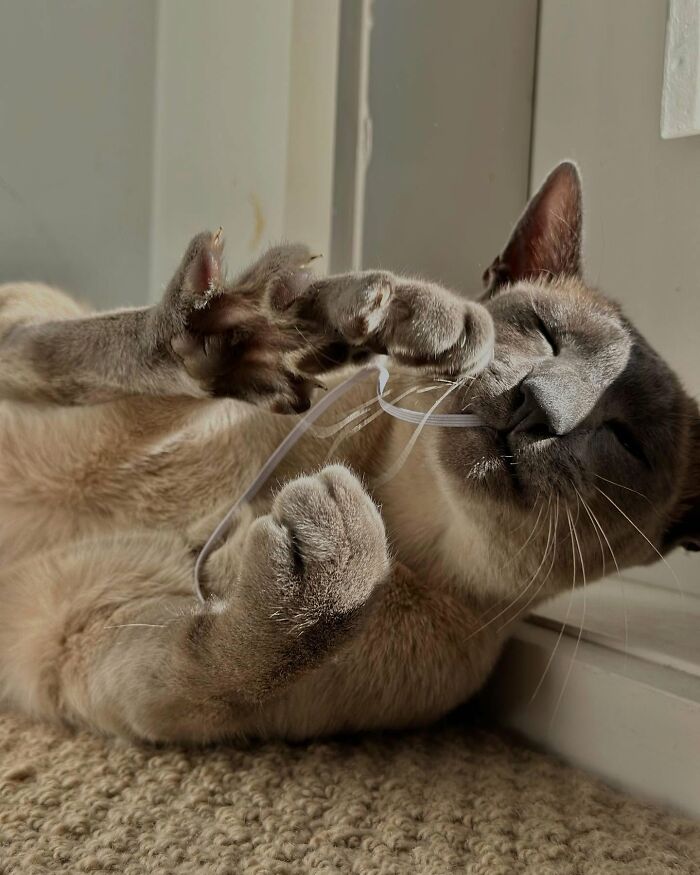 This Tonkinese Cat Has Stolen Over 150 Items From His Neighbors, And They Still Love Him