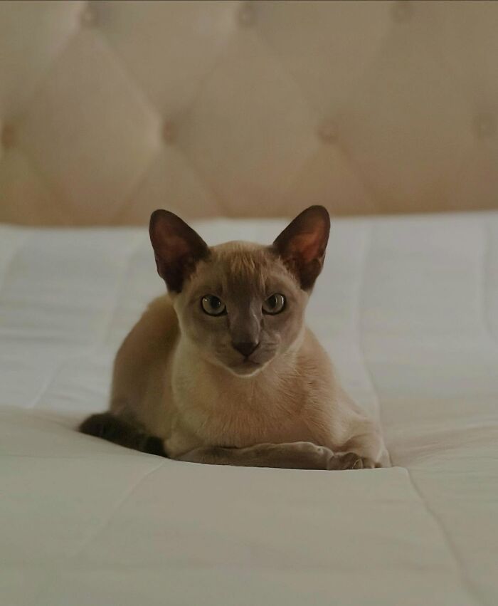 This Tonkinese Cat Has Stolen Over 150 Items From His Neighbors, And They Still Love Him