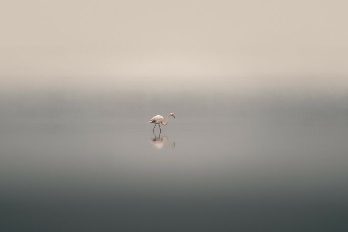 The 2025 Refocus Awards Just Revealed The Best Color Photography, And It’s Breathtaking (50 Pics)