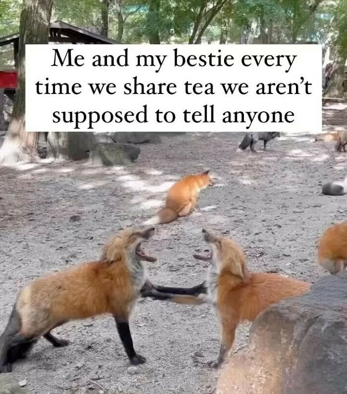 80 Hilariously Relatable Memes You’d Probably Want To Tag Your Best Friend In (New Pics)