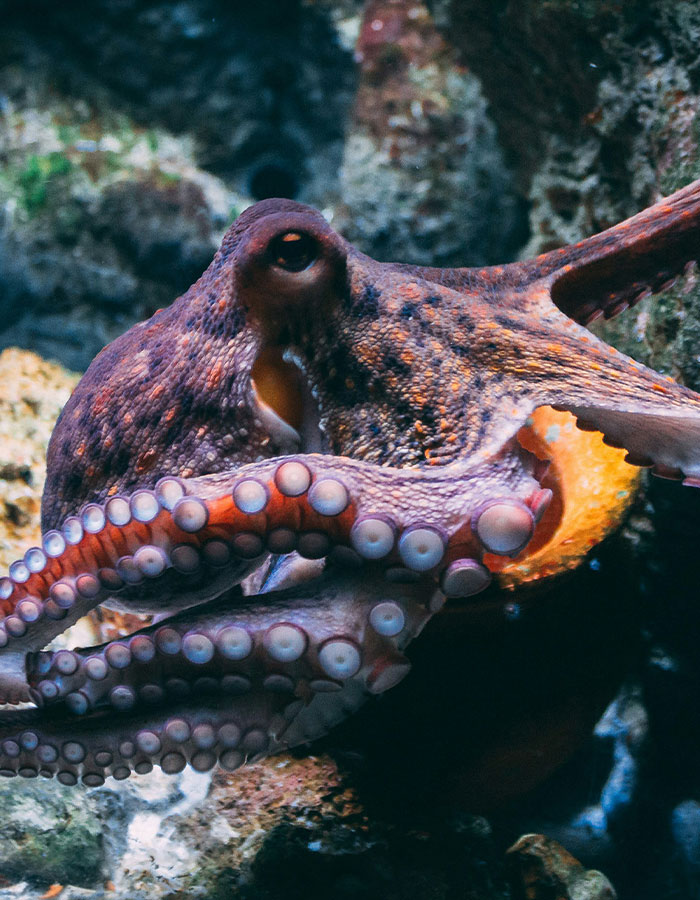 Aquarium Octopus Attacks 6-Year-Old Boy And Turns White The Next Time He Visits