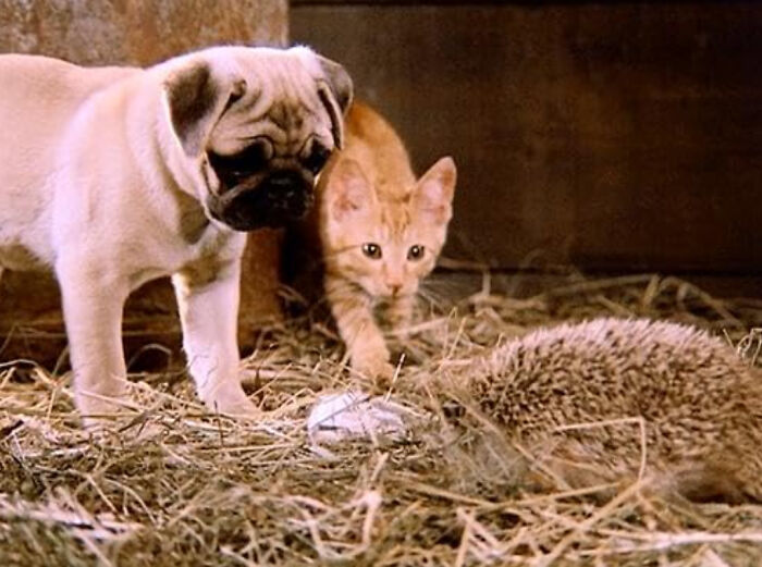 42 Videos That Don’t Seem Anything Special Until You Know More Context