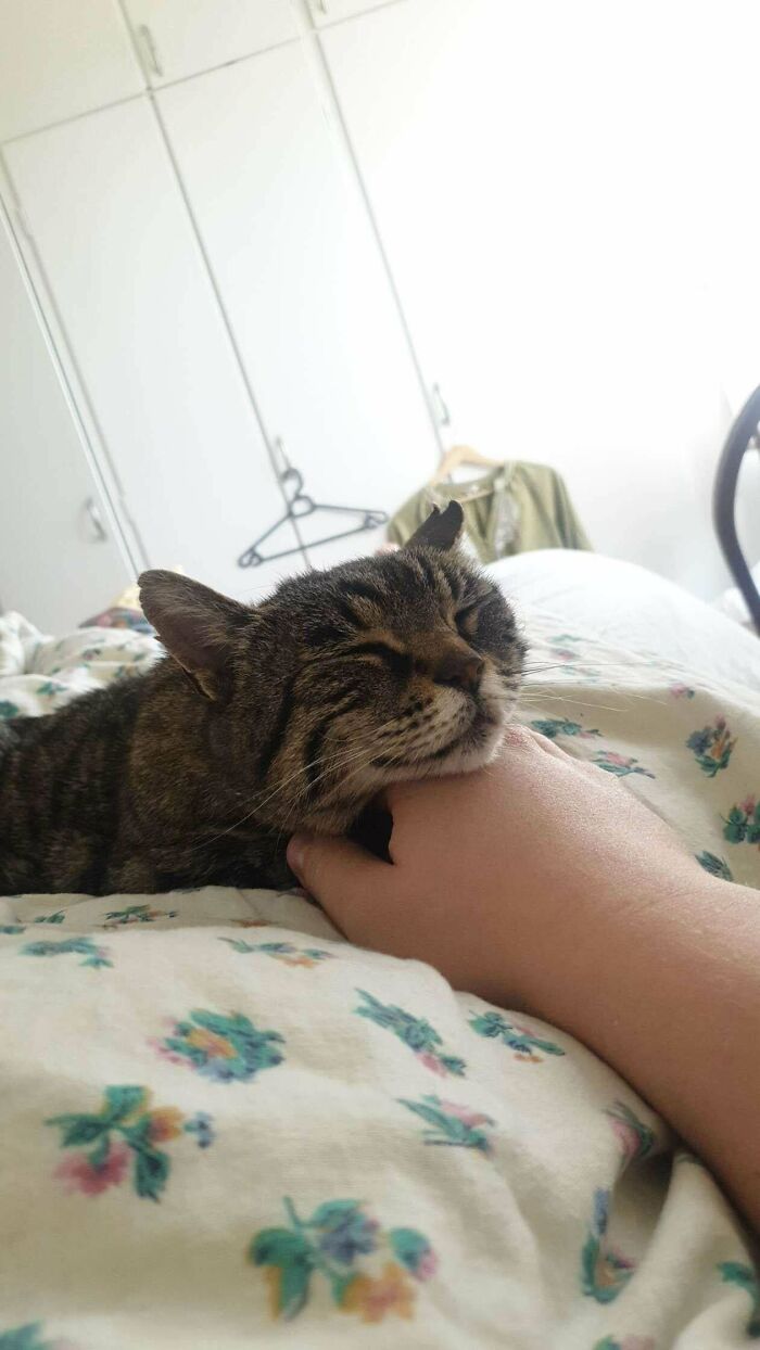 35 Adopted Pets Whose Happy Faces Prove That Everyone Deserves A Second Chance (July Edition)