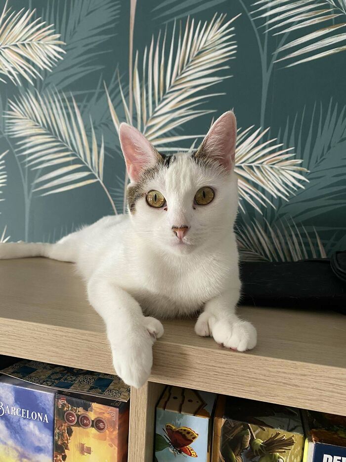 35 Adopted Pets Whose Happy Faces Prove That Everyone Deserves A Second Chance (July Edition)