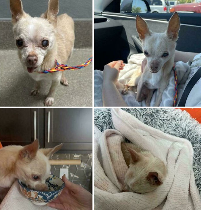 35 Adopted Pets Whose Happy Faces Prove That Everyone Deserves A Second Chance (July Edition)