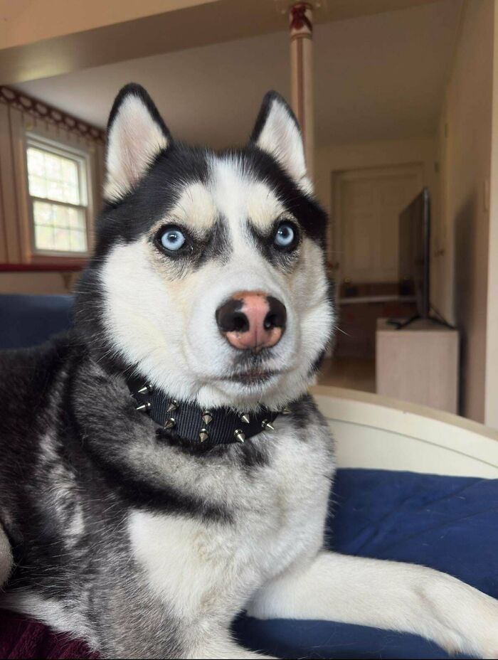 35 Adopted Pets Whose Happy Faces Prove That Everyone Deserves A Second Chance (July Edition)