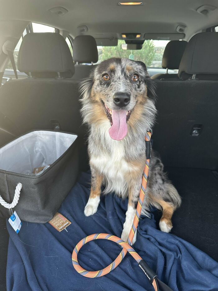35 Adopted Pets Whose Happy Faces Prove That Everyone Deserves A Second Chance (July Edition)