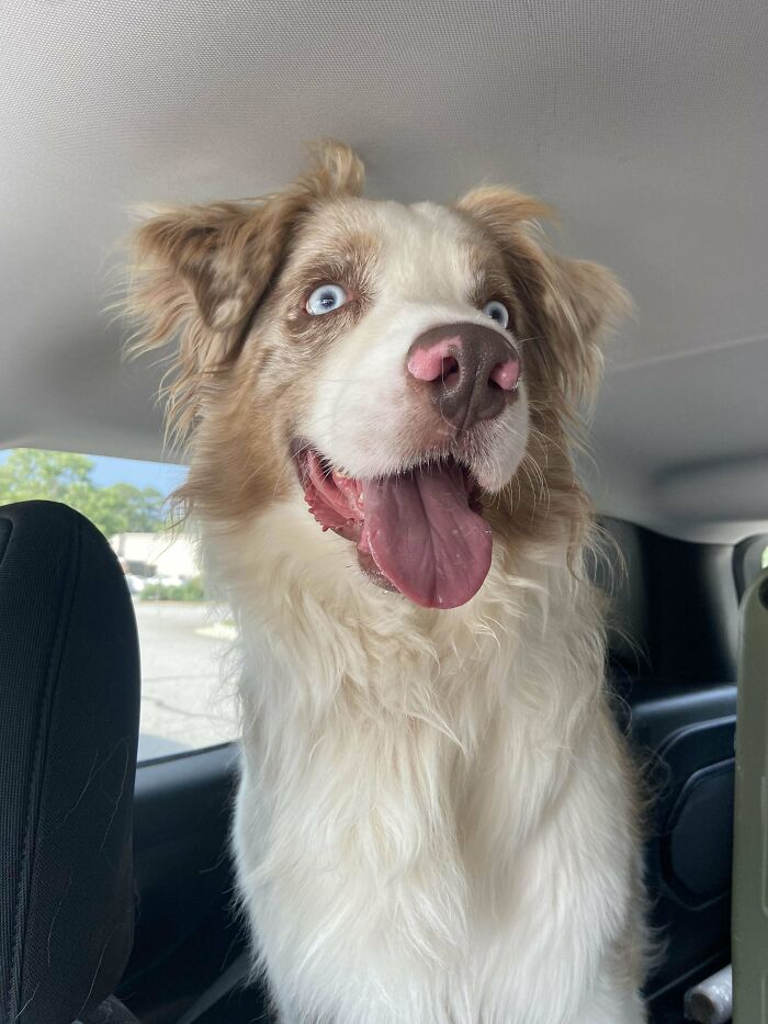 35 Adopted Pets Whose Happy Faces Prove That Everyone Deserves A Second Chance (July Edition)