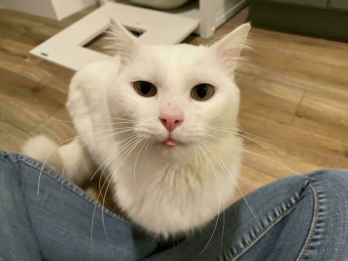 35 Adopted Pets Whose Happy Faces Prove That Everyone Deserves A Second Chance (July Edition)