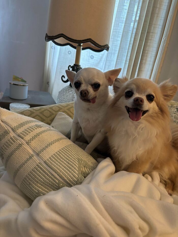 35 Adopted Pets Whose Happy Faces Prove That Everyone Deserves A Second Chance (July Edition)