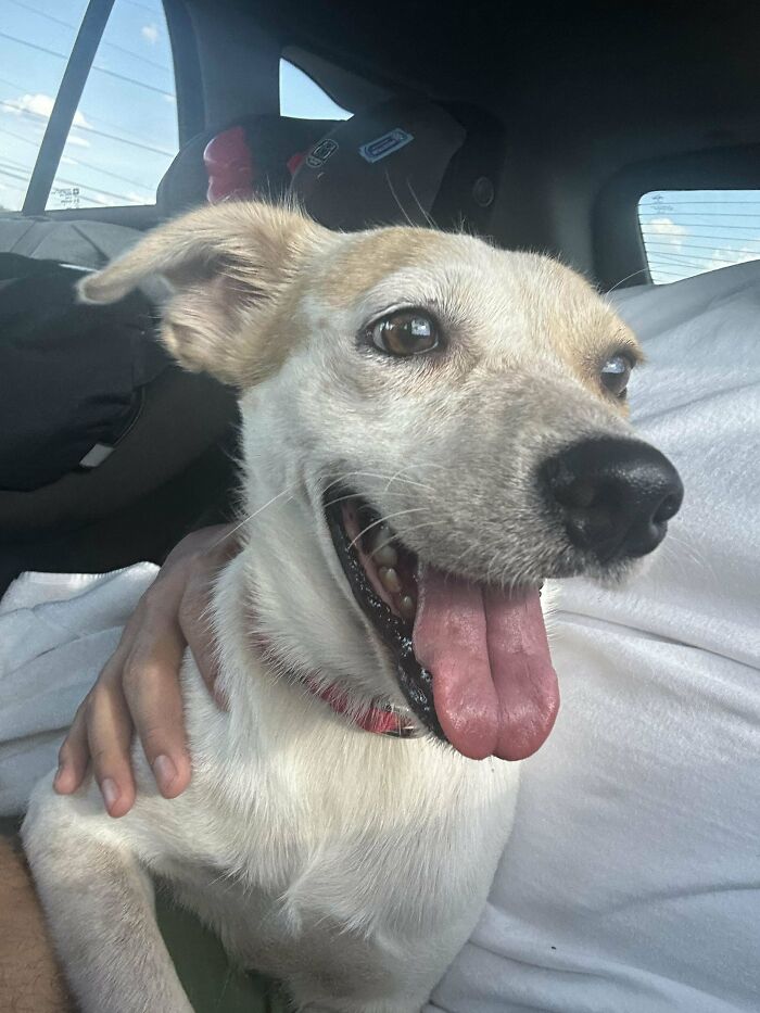 35 Adopted Pets Whose Happy Faces Prove That Everyone Deserves A Second Chance (July Edition)