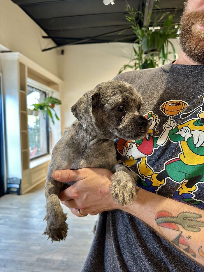 35 Adopted Pets Whose Happy Faces Prove That Everyone Deserves A Second Chance (July Edition)