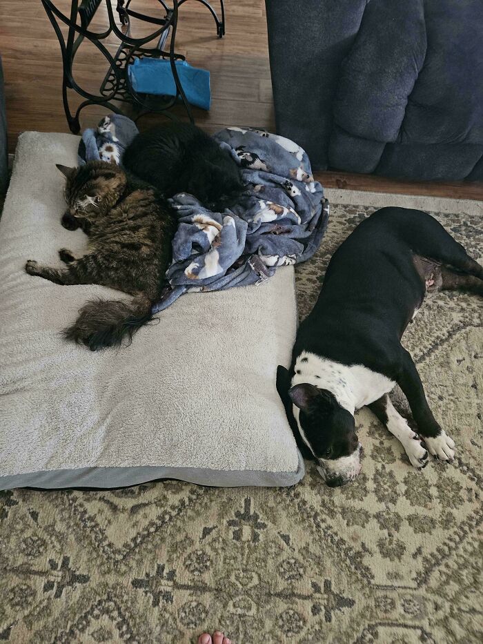 35 Adopted Pets Whose Happy Faces Prove That Everyone Deserves A Second Chance (July Edition)