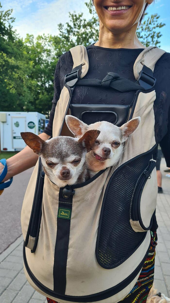35 Adopted Pets Whose Happy Faces Prove That Everyone Deserves A Second Chance (July Edition)