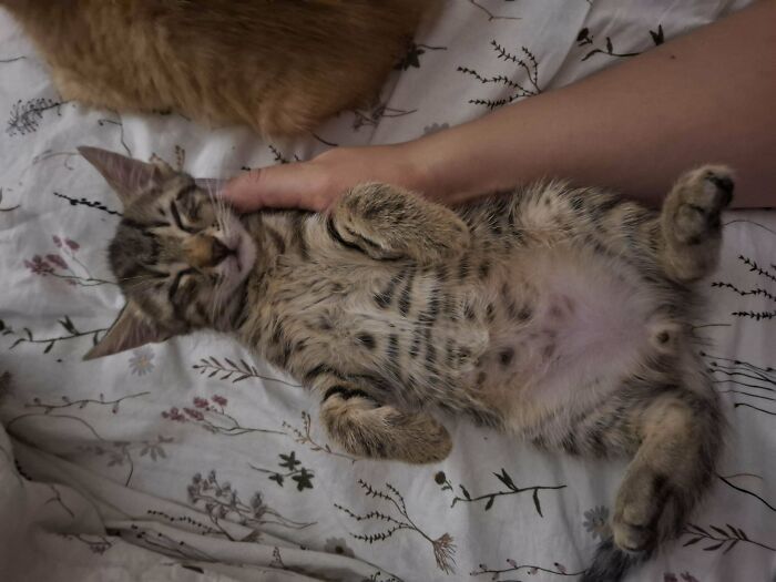 35 Adopted Pets Whose Happy Faces Prove That Everyone Deserves A Second Chance (July Edition)