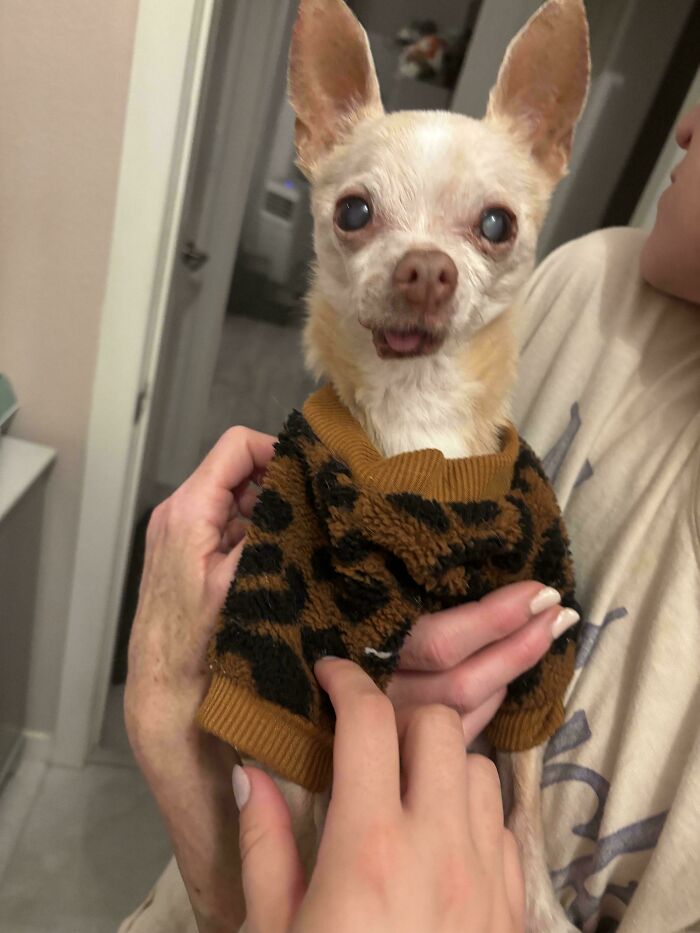 35 Adopted Pets Whose Happy Faces Prove That Everyone Deserves A Second Chance (July Edition)