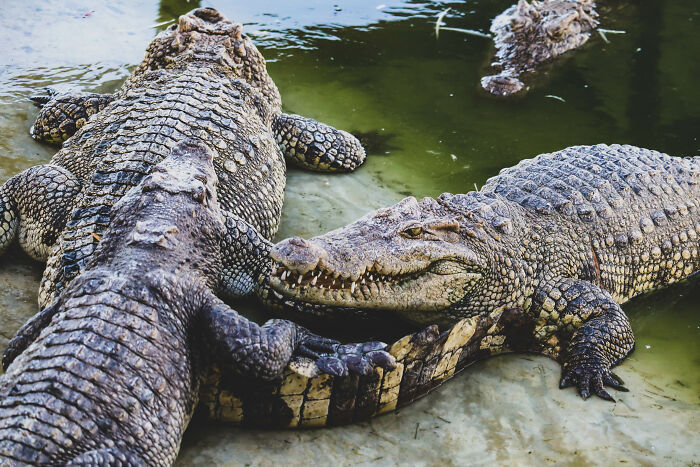 27 Hilarious Ways That Non-Americans Say &#8220;One Mississippi&#8221;, As Shared Online