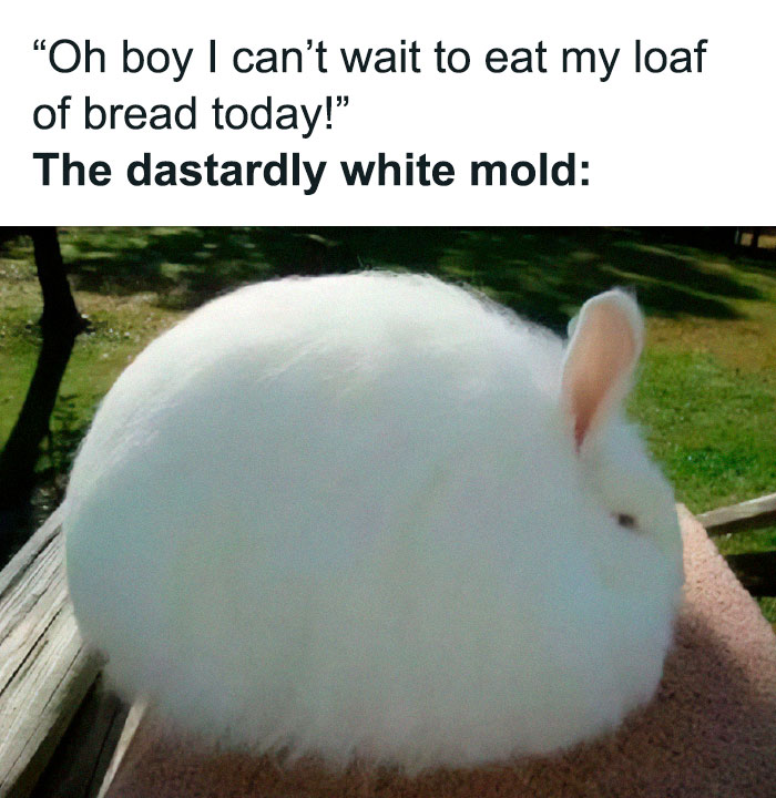66 Memes For All Of Us With A Broken Sense Of Humor
