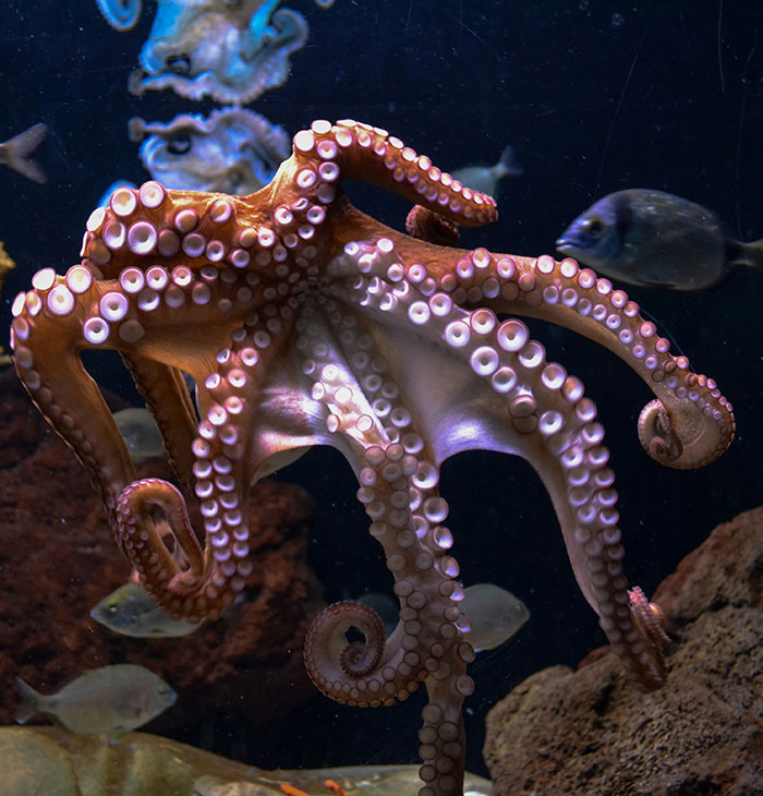 Mom Of 6YO Boy Who Was Attacked By Octopus Accuses Aquarium Of Lying After Viral Incident
