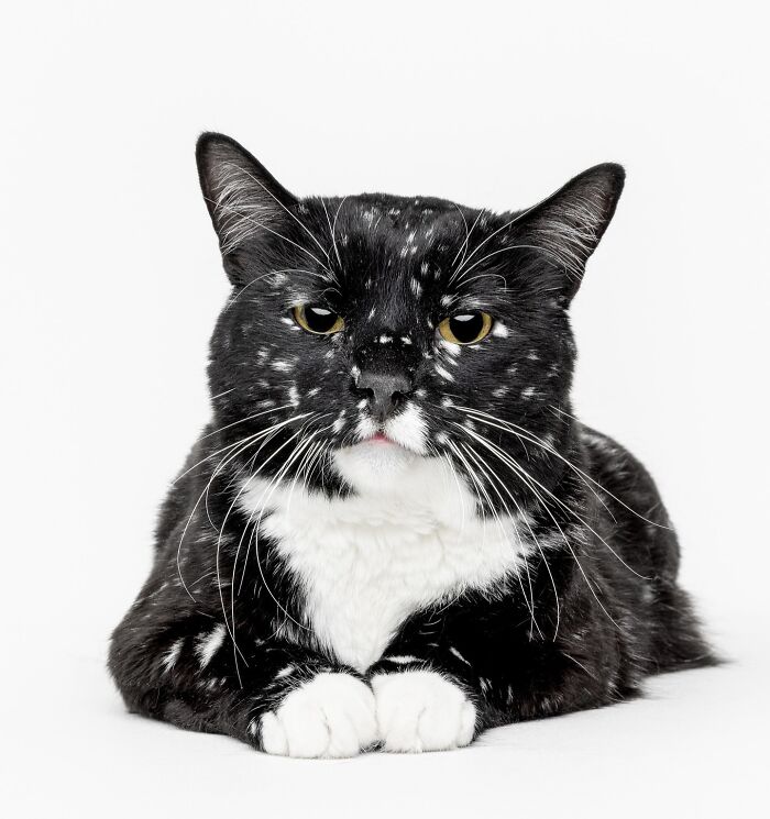 25 Expressive And Goofy Cats Photographed By Greg Murray